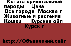 Котята ориентальной пароды  › Цена ­ 12 000 - Все города, Москва г. Животные и растения » Кошки   . Курская обл.,Курск г.